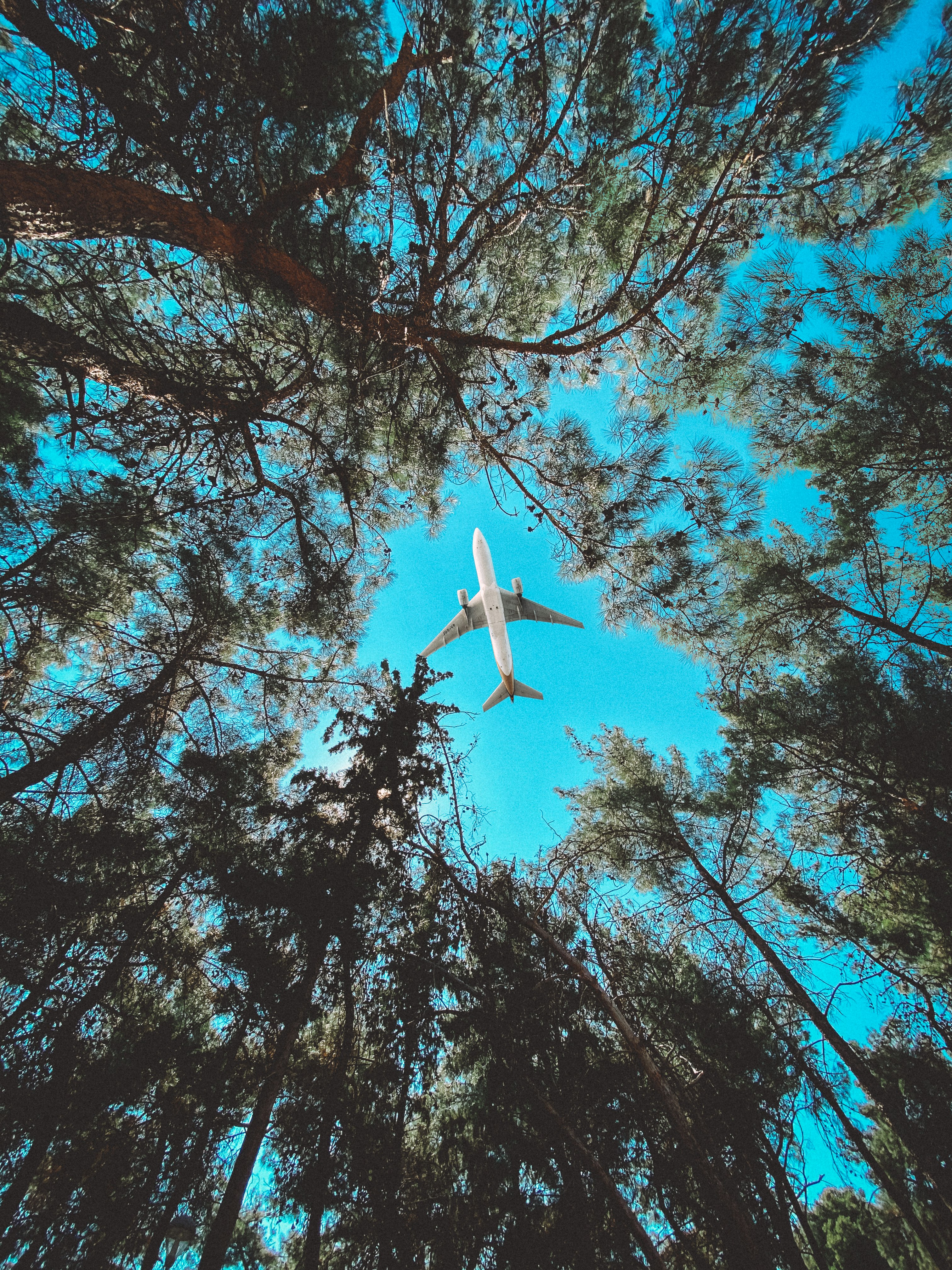 low angle photography of red leaf trees